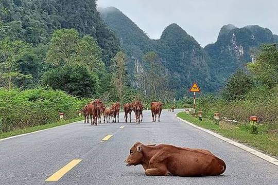 Tăng cường công tác tuyên truyền, chấm dứt tình trạng gia súc thả rông trên địa bàn xã Sơn Kim 1.