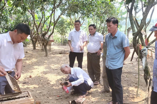 Ủy ban nhân dân xã Sơn Kim 1 tổ chức lớp tập huấn kỹ thuật nuôi ong lấy mật cho bà con nuôi ong trên địa bàn toàn xã